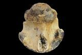 Fossil Crocodylomorph Vertebra - Montana #134812-2